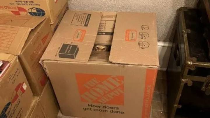 Pennsylvania Woman Buys A New Home And Finds Out That A Special Someone Is Already Living There