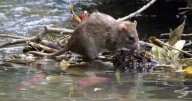 Con ocho casos de leptospirosis en 2025, Misiones se mantiene estable respecto a años anteriores