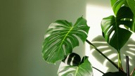 No cometas este error con tu monstera: el truco que salva a tu planta de morir estresada