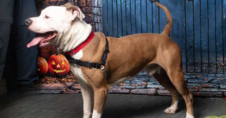 AWLA's Pawfect Match of the Week: Meet Mello!