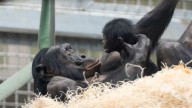 Columbus Zoo and Aquarium welcomes new baby bonobo