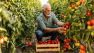 How To Know When It's Too Late To Prune Tomato Plants
