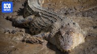 'Complex' brief of evidence after group charged with stealing crocodile eggs from Kakadu National Park