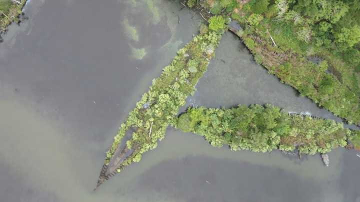 ¿Ruinas de las guerras mundiales o refugio para la biodiversidad? La vida florece en buques y misiles hundidos