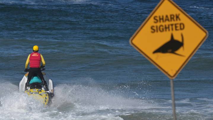 Shark kills beachgoer near Sydney
