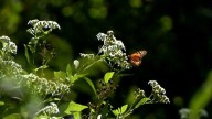 Tennessee habitats restored to help monarchs spread their wings amid threat of endangered status