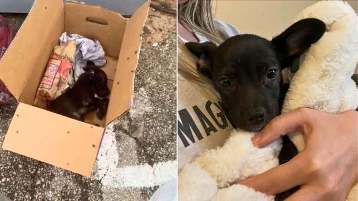 Texas Puppy Found In A Dumpster Finds Joy After Kind Woman Adopts Him