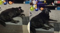 Ohio Senior Dog Shows Up At A Cat Rescue And Her Past Is More Heartbreaking Than Expected