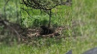 Good Samaritan From Colorado Spots A Fuzzy Blob By A Fence And Discovers A Baby Fighting For Its Life