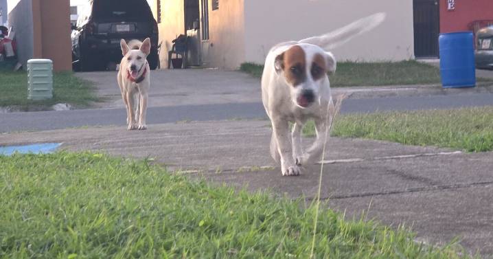 Buscan evaluar crisis de animales abandonados en Salinas