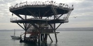 Nadie quiso el Lote Z-69 de Talara: Perupetro declara desierta adjudicación y plataformas seguirán en manos de Petroperú