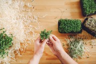 Qué aportan los microvegetales a la dieta y por qué son un gran aliado nutricional