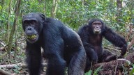 Chimps consume alcohol equivalent of nearly 2 drinks a day