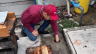 Sur de Tamaulipas reporta 235 casos de dengue: Tampico y Madero se encuentran en alerta