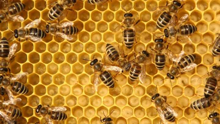Curious about beekeeping? Free MCCC talk and hive tour Sept. 16