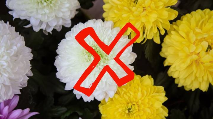Ni lengua de suegra ni suculentas: las 3 plantas resistentes a los vientos fuertes, ideales para tu balcón