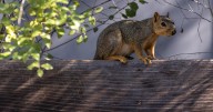 A 'very mean squirrel' is going nuts in this California town. Two victims sent to the ER