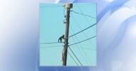 Capuchin monkey escapes zoo in Iredell County, residents advised to stay alert :: WRAL.com