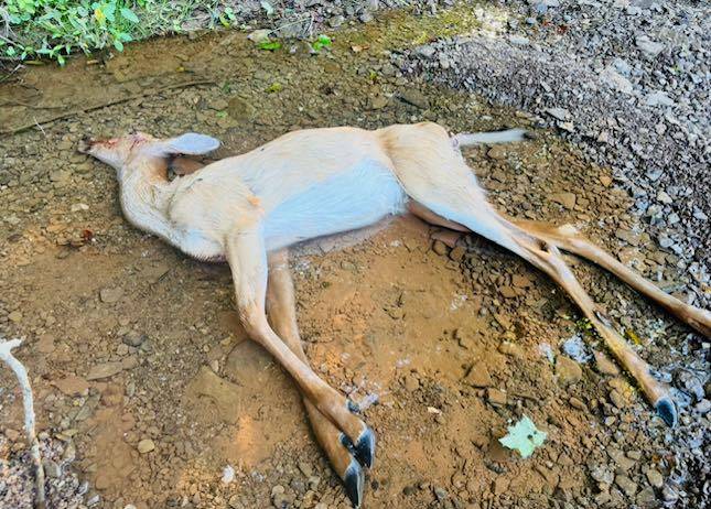 EHD continues to ravage deer in the mid-Ohio Valley in West Virginia