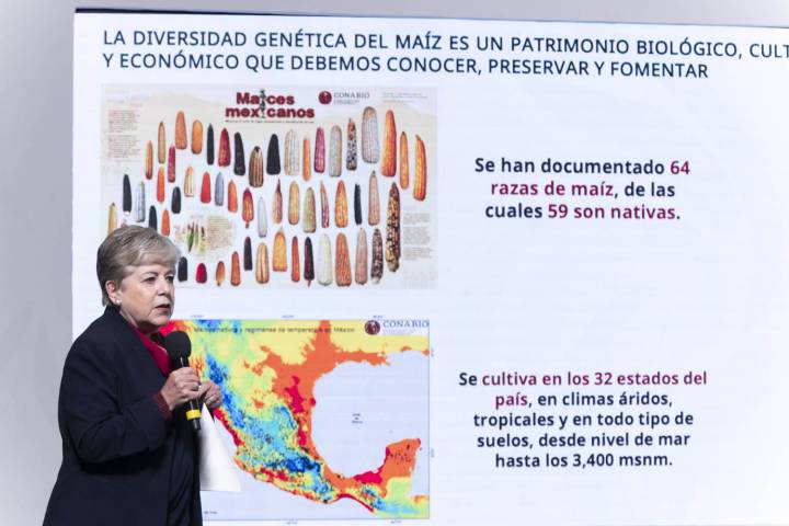 Península de Yucatán, zona crítica por tala de menonitas y maíz transgénico: Semarnat
