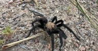 Tarantula Festival in La Junta: What to know before you go