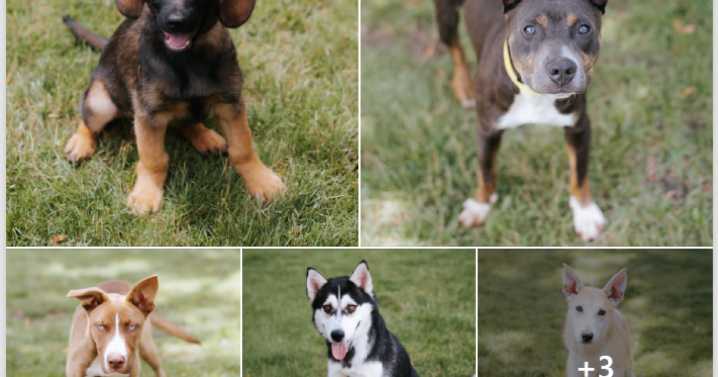 Animal rescue seeking donations to support dogs linked to large