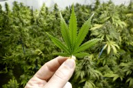 Marijuana dispensaries linked to 1,452% higher crime rates, study finds