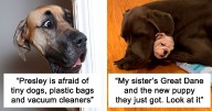 48 Great Danes Who Don’t Understand How BIG They Are (New Pics)
