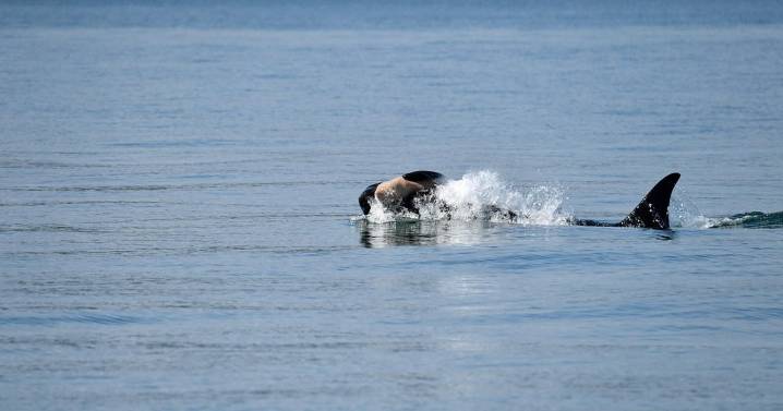 Another endangered orca in Washington state is seen carrying a dead calf