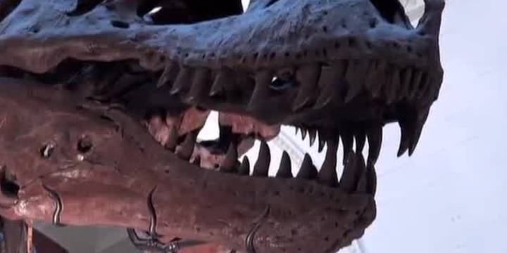 Moment of Science: Animal Bite Force