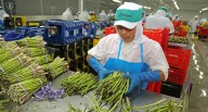 Agroexportaciones peruanas superaron los 6730 millones de dólares en los primeros siete meses del año
