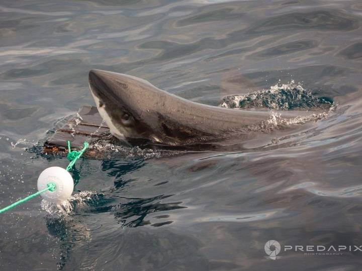 Scientists find new wetsuits can reduce shark bite injuries