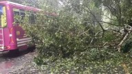 Transportation partially disrupted after tree falls on Thamarassery Churam