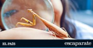 La divertida lupa que además atrapa insectos para que tus hijos observen la naturaleza más cerca que nunca
