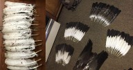 Texas man faces charges for allegedly buying poached Montana eagle parts; 3,600 birds killed