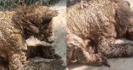 VIDEO ¬ Profepa revisa salud de osa negra en zoológico de NL tras abandono evidente