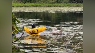 Attleboro fire frees feathered friend