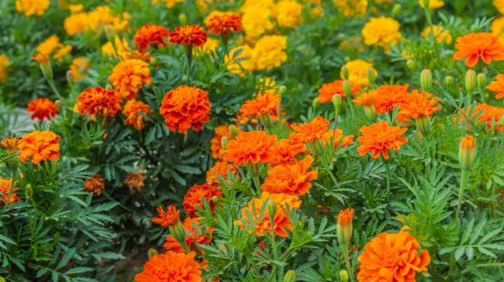 Can Epsom Salt Help Keep Marigolds Blooming From Fall Into Winter?