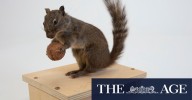 Taxidermy - Melbourne Museum’s new multisensory gallery