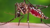 Trumbull County reports positive human West Nile virus case