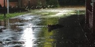 Fuerte temporal en el norte del país: destrozos, calles inundadas y hasta la aparición de un yacaré