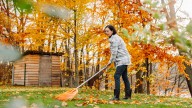 The Tree With Stunning Fall Colors You Can Grow In Your Yard That Birds & Pollinators Love