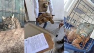 Aseguran granadas de fragmentación, un lince y más animales en cateo en Ecuandureo