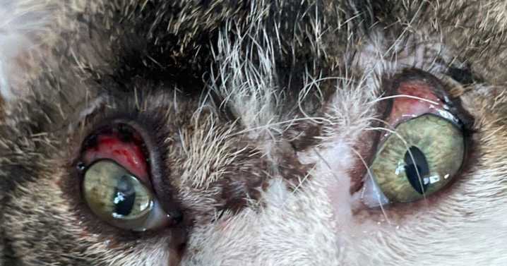 Cat unable to close eyes after horrific acid attack