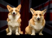 Muick y Sandy. A tres años de la muerte de Isabel II, dónde y cómo están los corgis que la acompañaron en sus últimos años