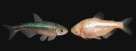 Estos peces de cueva perdieron sus ojos, una y otra vez, y podrían tener la clave para luchar contra la obesidad