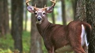Delaware age limits for hunting, gun purchases ruled unconstitutional