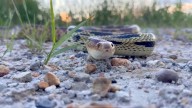 Reubican fauna silvestre afectada por incendio de marzo en el Bosque La Primavera