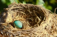 El nido de pájaro más grande del mundo pesa dos toneladas y está en Florida: Cada temporada la pareja de aves regresa para reforzarlo y expandirlo