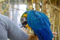 Hearts Melt at 28-Year-Old Parrot Sucking Thumb Like a Baby